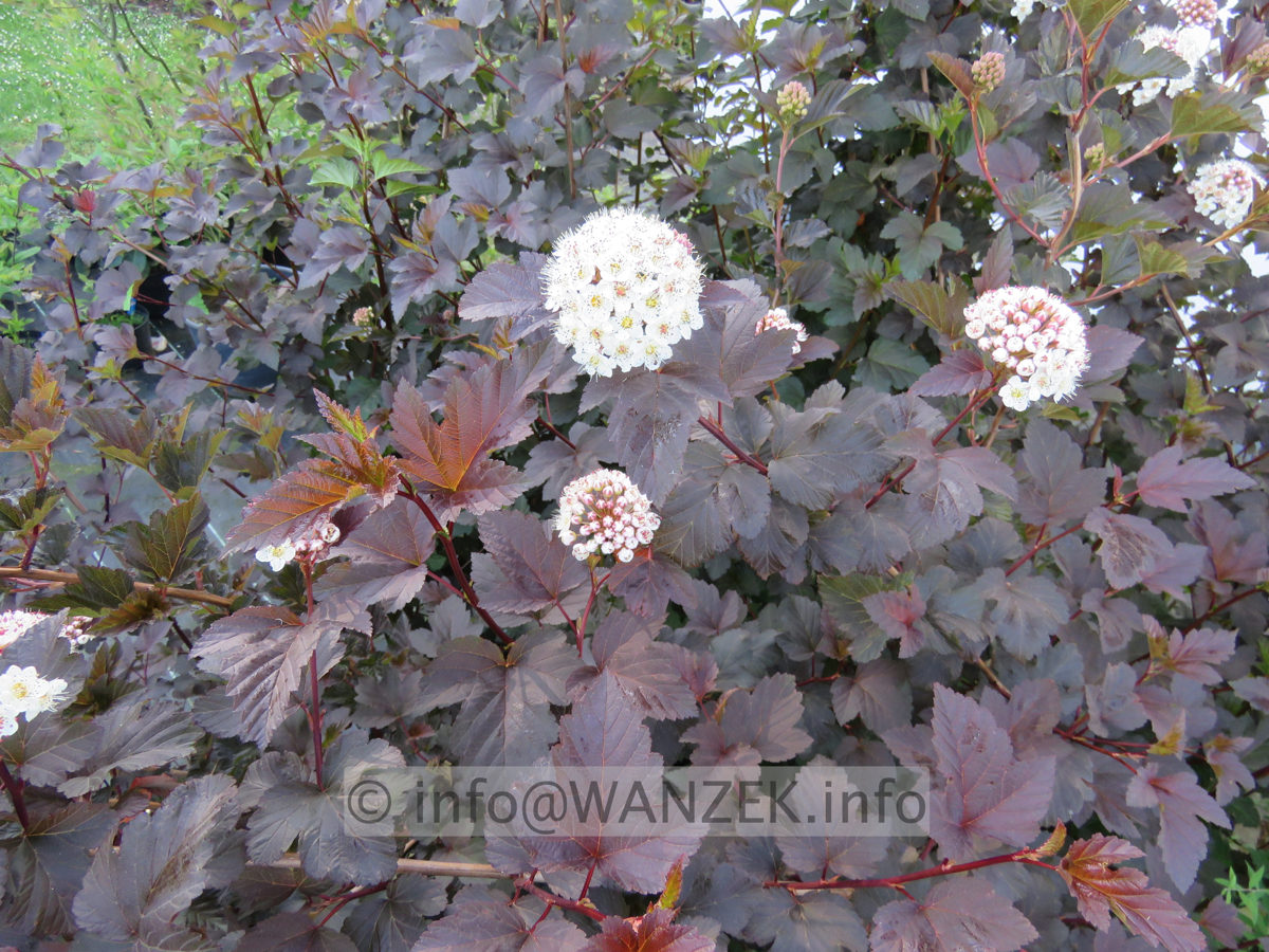 Physocarpus opulifolius Diabolo 01 Bluete.JPG